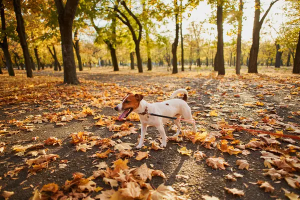 Halka açık bir parkta köpek tasmasıyla dolaşması fikri. Mutlu Jack Russell Terrier köpeği uzun bir tasmayla parkta koşuyor.