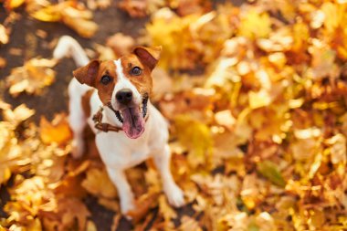 Sonbahar yapraklarıyla kaplı sarı çimenli arka planda genç bir köpeğin portresi. Samimi sonbahar konsepti.
