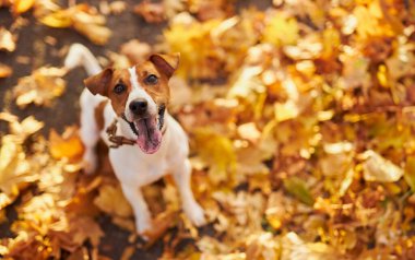 Sonbahar yapraklarıyla kaplı sarı çimenli arka planda genç bir köpeğin portresi. Samimi sonbahar konsepti.