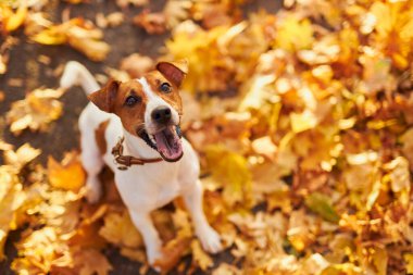 Sonbahar yapraklarıyla kaplı sarı çimenli arka planda genç bir köpeğin portresi. Samimi sonbahar konsepti.