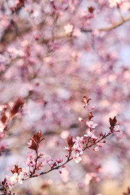 Bahar geniş ekran afişi, çiçek açan kiraz dalları doğa arka planında. Pembe sakura çiçekleri, rüya gibi romantik resimler bahar, manzara manzarası, kopyalama alanı..