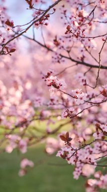 Bahar geniş ekran afişi, çiçek açan kiraz dalları doğa arka planında. Pembe sakura çiçekleri, rüya gibi romantik resimler bahar, manzara manzarası, kopyalama alanı..