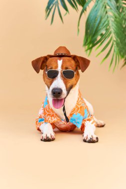 Havalı gülümseyen sevimli köpek Jack Russell Terrier Hawaii tişörtü, şapka ve güneş gözlüğü takmış, bir palmiye ağacının altında. Yaz tatili ve seyahat konsepti, geçmiş, hayvan bakımı