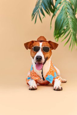 Havalı gülümseyen sevimli köpek Jack Russell Terrier Hawaii tişörtü, şapka ve güneş gözlüğü takmış, bir palmiye ağacının altında. Yaz tatili ve seyahat konsepti, geçmiş, hayvan bakımı