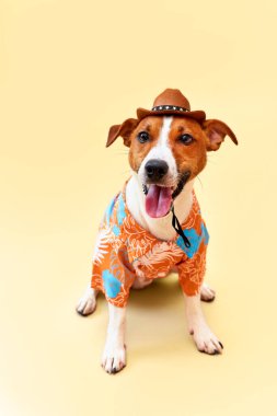 Jack Russell Terrier cinsinin sevimli ve komik köpeği. Kovboy şapkası takmış ve Hawaii gömleği giymiş, kum renkli bir arka planda. Seyahat hazırlıkları ve planlama. Yakın plan, kapalı mekan. Stüdyo çekimi. Eğlence, seyahat ve turizm kavramı. Hayvan bakımı