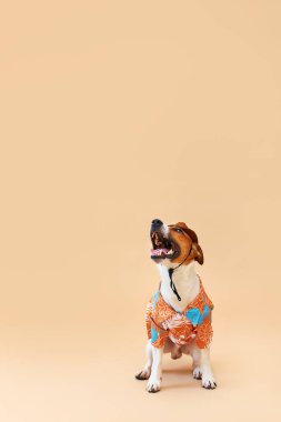 Jack Russell Terrier cinsinin sevimli ve komik köpeği. Kovboy şapkası takmış ve Hawaii gömleği giymiş, kum renkli bir arka planda. Seyahat hazırlıkları ve planlama. Yakın plan, kapalı mekan. Stüdyo çekimi. Eğlence, seyahat ve turizm kavramı. Hayvan bakımı