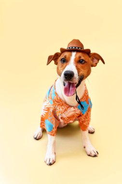 Jack Russell Terrier cinsinin sevimli ve komik köpeği. Kovboy şapkası takmış ve Hawaii gömleği giymiş, kum renkli bir arka planda. Seyahat hazırlıkları ve planlama. Yakın plan, kapalı mekan. Stüdyo çekimi. Eğlence, seyahat ve turizm kavramı. Hayvan bakımı