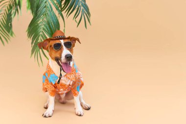 Havalı gülümseyen sevimli köpek Jack Russell Terrier Hawaii tişörtü, şapka ve güneş gözlüğü takmış, bir palmiye ağacının altında. Yaz tatili ve seyahat konsepti, geçmiş, hayvan bakımı