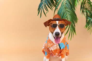 Havalı gülümseyen sevimli köpek Jack Russell Terrier Hawaii tişörtü, şapka ve güneş gözlüğü takmış, bir palmiye ağacının altında. Yaz tatili ve seyahat konsepti, geçmiş, hayvan bakımı