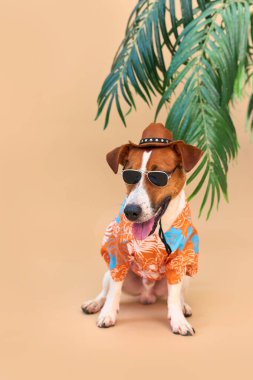 Havalı gülümseyen sevimli köpek Jack Russell Terrier Hawaii tişörtü, şapka ve güneş gözlüğü takmış, bir palmiye ağacının altında. Yaz tatili ve seyahat konsepti, geçmiş, hayvan bakımı
