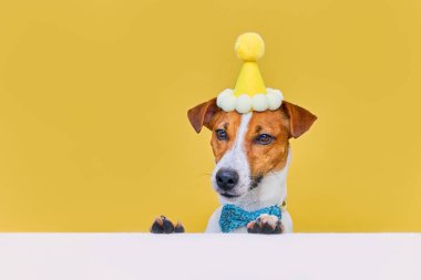 Bir doğum günü partisinde parti şapkası ve papyon takan komik gülen köpek Jack Russel Terrier, sarı arka plandaki masaya bakıyor.
