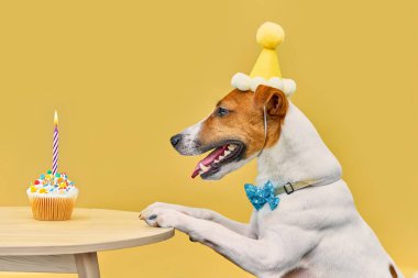 Parti şapkalı ve papyonlu şirin bir köpek doğum gününü kek ve doğum günü mumuyla kutluyor. Pençelerini sarı arka plandaki masanın üzerinde dinlendiriyor.