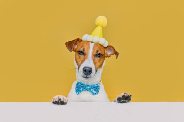 Bir doğum günü partisinde parti şapkası ve papyon takan komik gülen köpek Jack Russel Terrier, sarı arka plandaki masaya bakıyor.