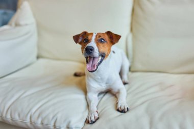 Köpek Jack Russell Terrier kanepede uzanıp dikkat çekmek için yalvarıyor, birinin onunla oynamasını bekliyor. Kapalı alanda çekilen hafif bir iç çekimde küçük bir kanepe ile..