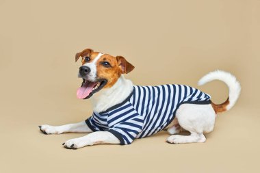 Çizgili tişört giymiş şirin Jack Russel köpeği, açık sarı arka planda, tatil ve macerada tam yükseklikte yatar. Seyahat hazırlıkları ve planlama
