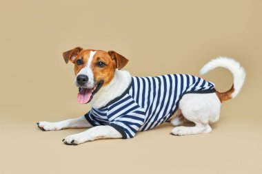 Çizgili tişört giymiş şirin Jack Russel köpeği, açık sarı arka planda, tatil ve macerada tam yükseklikte yatar. Seyahat hazırlıkları ve planlama