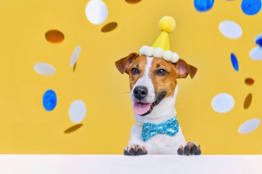 Komik gülen köpek Jack Russel terrier parti şapkası ve papyon takıyor, bir doğum günü partisinde sürpriz bekliyor, sarı arka plan ve şenlikli konfeti bekliyor.