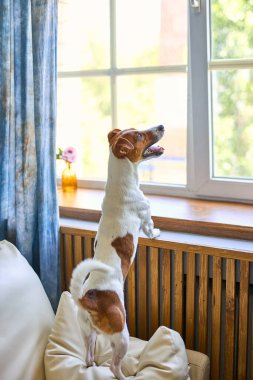 Sevimli küçük köpek Jack Russel teriyeri iki ayak üzerinde duruyor ve pencerenin kenarına bakıyor sahibini arıyor ya da bekliyor. Evcil hayvanlar, evcil hayvanlar, dostluk, seni özledim konsept