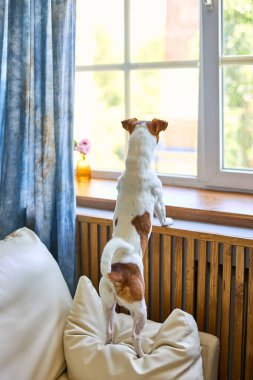 Sevimli küçük köpek Jack Russel teriyeri iki ayak üzerinde duruyor ve pencerenin kenarına bakıyor sahibini arıyor ya da bekliyor. Evcil hayvanlar, evcil hayvanlar, dostluk, seni özledim konsept
