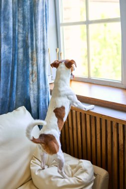 Sevimli küçük köpek Jack Russel teriyeri iki ayak üzerinde duruyor ve pencerenin kenarına bakıyor sahibini arıyor ya da bekliyor. Evcil hayvanlar, evcil hayvanlar, dostluk, seni özledim konsept