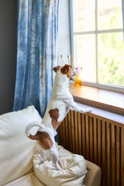 Sevimli küçük köpek Jack Russel teriyeri iki ayak üzerinde duruyor ve pencerenin kenarına bakıyor sahibini arıyor ya da bekliyor. Evcil hayvanlar, evcil hayvanlar, dostluk, seni özledim konsept