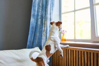 Sevimli küçük köpek Jack Russel teriyeri iki ayak üzerinde duruyor ve pencerenin kenarına bakıyor sahibini arıyor ya da bekliyor. Evcil hayvanlar, evcil hayvanlar, dostluk, seni özledim konsept