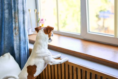 Sevimli küçük köpek Jack Russel teriyeri iki ayak üzerinde duruyor ve pencerenin kenarına bakıyor sahibini arıyor ya da bekliyor. Evcil hayvanlar evde, arkadaşlık konsepti.