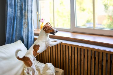 Sevimli küçük köpek Jack Russel teriyeri iki ayak üzerinde duruyor ve pencerenin kenarına bakıyor sahibini arıyor ya da bekliyor. Evcil hayvanlar evde, arkadaşlık konsepti.