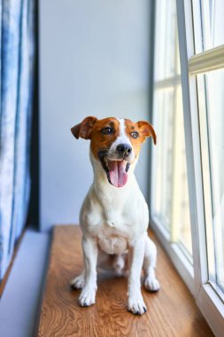 Gülümseyen Jack Russell Terrier pencere kenarında oturuyor. Saf kan, evcil köpek portresi. Sahibini bekleyen meraklı bir hayvan. Köpek duyguları