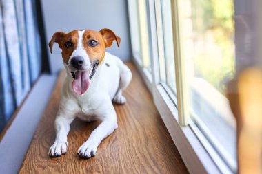 Gülümseyen Jack Russell Terrier pencere eşiğinde yatıyor. Saf kan, evcil köpek portresi. Sahibini bekleyen meraklı bir hayvan. Köpek duyguları