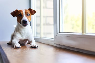 Gülümseyen Jack Russell Terrier pencere eşiğinde yatıyor. Saf kan, evcil köpek portresi. Sahibini bekleyen meraklı bir hayvan. Köpek duyguları