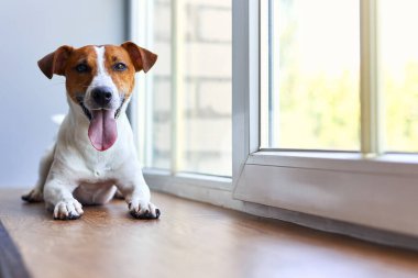 Gülümseyen Jack Russell Terrier pencere eşiğinde yatıyor. Saf kan, evcil köpek portresi. Sahibini bekleyen meraklı bir hayvan. Köpek duyguları
