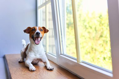 Gülümseyen Jack Russell Terrier pencere eşiğinde yatıyor. Saf kan, evcil köpek portresi. Sahibini bekleyen meraklı bir hayvan. Köpek duyguları