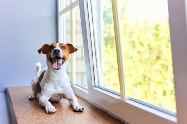 Gülümseyen Jack Russell Terrier pencere eşiğinde yatıyor. Saf kan, evcil köpek portresi. Sahibini bekleyen meraklı bir hayvan. Köpek duyguları