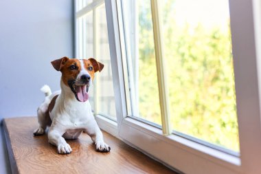 Gülümseyen Jack Russell Terrier pencere eşiğinde yatıyor. Saf kan, evcil köpek portresi. Sahibini bekleyen meraklı bir hayvan. Köpek duyguları