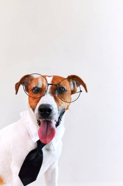 Sevimli Patron Jack Russel teriyer köpeği dili gözlük takıp kravat takıyor. Ev ofisinden serbest çalışan biri. Kameraya bakıyorum. Finansal iş danışmanı, çevrimiçi yardım