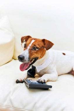 Sevimli Jack Russel teriyer köpeği gözlük takıyor ve muhasebeci düşünüyor ve hesap makinesiyle hesap yapıyor. Evcil hayvanlar içeride. Evde çalışmak, para kazanmak, büyük iş patronu.