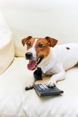 Sevimli Jack Russel teriyer köpeği gözlük takıyor ve muhasebeci düşünüyor ve hesap makinesiyle hesap yapıyor. Evcil hayvanlar içeride. Evde çalışmak, para kazanmak, büyük iş patronu.