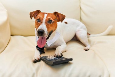 Sevimli Jack Russel teriyer köpeği gözlük takıyor ve muhasebeci düşünüyor ve hesap makinesiyle hesap yapıyor. Evcil hayvanlar içeride. Evde çalışmak, para kazanmak, büyük iş patronu.