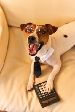 Sevimli Jack Russel teriyer köpeği gözlük takıyor ve muhasebeci düşünüyor ve hesap makinesiyle hesap yapıyor. Evcil hayvanlar içeride. Evde çalışmak, para kazanmak, büyük iş patronu.
