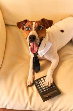 Sevimli Jack Russel teriyer köpeği gözlük takıyor ve muhasebeci düşünüyor ve hesap makinesiyle hesap yapıyor. Evcil hayvanlar içeride. Evde çalışmak, para kazanmak, büyük iş patronu.