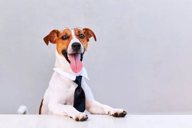 Beyaz arka planda kravatı olan Jack Russell Terrier köpeği. Boşluğu kopyala