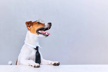 Beyaz arka planda kravatı olan Jack Russell Terrier köpeği. Boşluğu kopyala