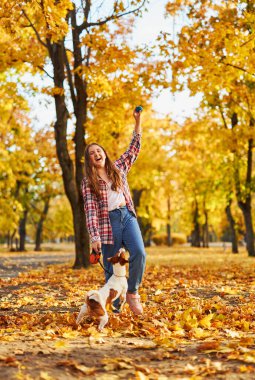 Neşeli küçük kız, güzel sonbahar ormanlarında komik Jack Russell Terrier 'iyle oynuyor, çocuk doğada yürürken köpekle oynuyor ve eğleniyor. Çocuklar ve hayvanlar dışarıda.