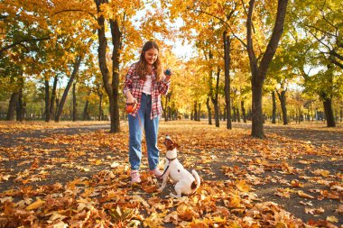 Neşeli küçük kız, güzel sonbahar ormanlarında komik Jack Russell Terrier 'iyle oynuyor, çocuk doğada yürürken köpekle oynuyor ve eğleniyor. Çocuklar ve hayvanlar dışarıda.