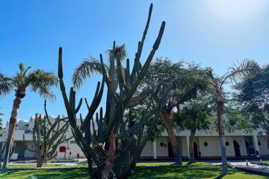 Sharm El Sheikh, Mısır, Afrika tatil köyündeki dev kaktüslerin güzel manzarası. Beyaz Arap binaları, bakımlı sokaklar, palmiye ağaçları, kaktüsler. Lüks otel tatili, tatil konsepti..