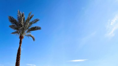 Parlak mavi gökyüzüne karşı minimalist palmiye ağacı. Seyahat blogları, tatil reklamları, yaz tasarımları, web sitesi afişleri ve tropikal temalı markalar için arka plan.