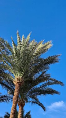 Dalgalı mavi bir gökyüzüne kurulmuş yemyeşil palmiye ağaçlarının alçak açılı görüntüsü. Tropikal esintide yavaşça sallanan uzun avuçlar, sakin ve resim gibi bir manzara yaratır..