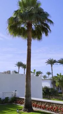 Mısır 'da lüks bir tatil beldesinde el sallayan bir kadın harika bir tatile veda ediyor. Veda etme zamanı. Sonra görüşürüz, güle güle tatil.