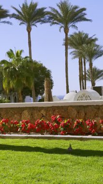 Palmiye ağaçları, Arap mimarisi ve terasta Udon kuşu olan Resort Hotel 'in dikey zaman çizelgesi. Sharm el Sheikh 'de Kızıldeniz, Sina, Mısır. Seyahat ve tatil kavramı